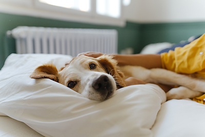 Clearing the Path: Mars Launches Pet Adoption Resource Hub, as New Research Reveals What Holds Adopters Back adoption Clearing the Path: Mars Launches Pet Adoption Resource Hub, as New Research Reveals What Holds Adopters Back iStock 1392114655 1